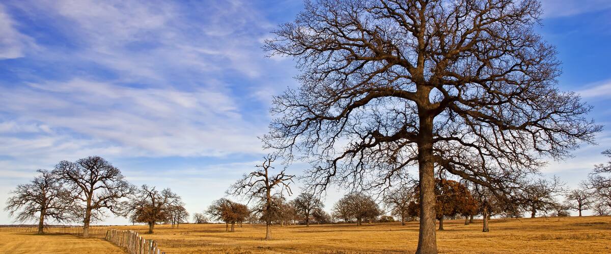 A field with leafless trees and a wooden fence.
