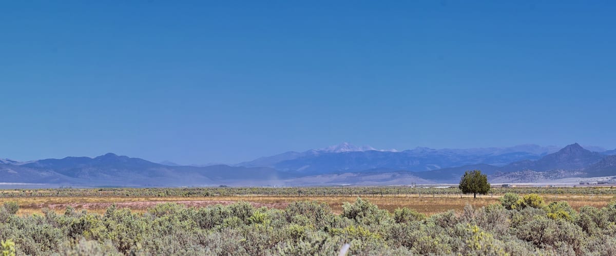 A desert landscape with sparse vegetation, a single tree, and distant mountains under a clear blue sky.