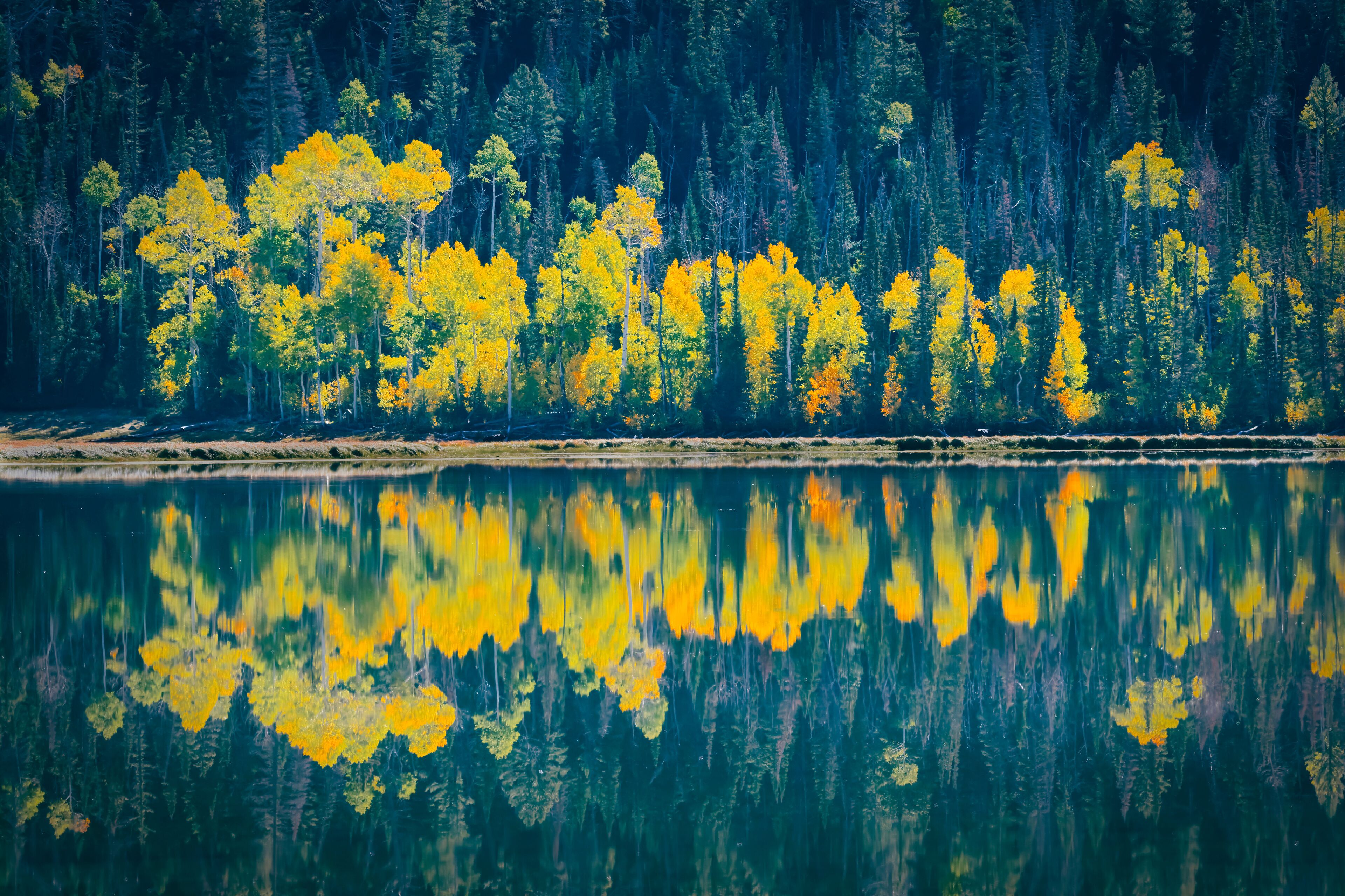 A calm lake reflecting yellow trees and a dense forest.