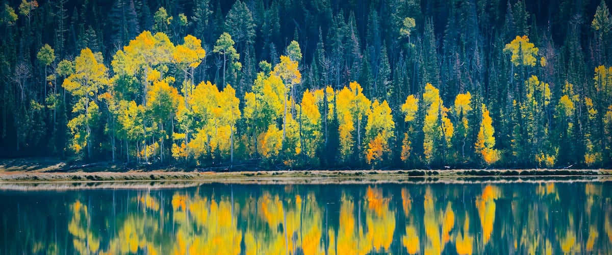 A calm lake reflecting yellow trees and a dense forest.