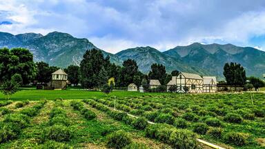 Young living lavender farm