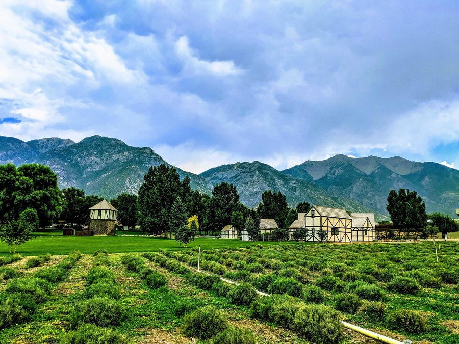 Young living lavender farm