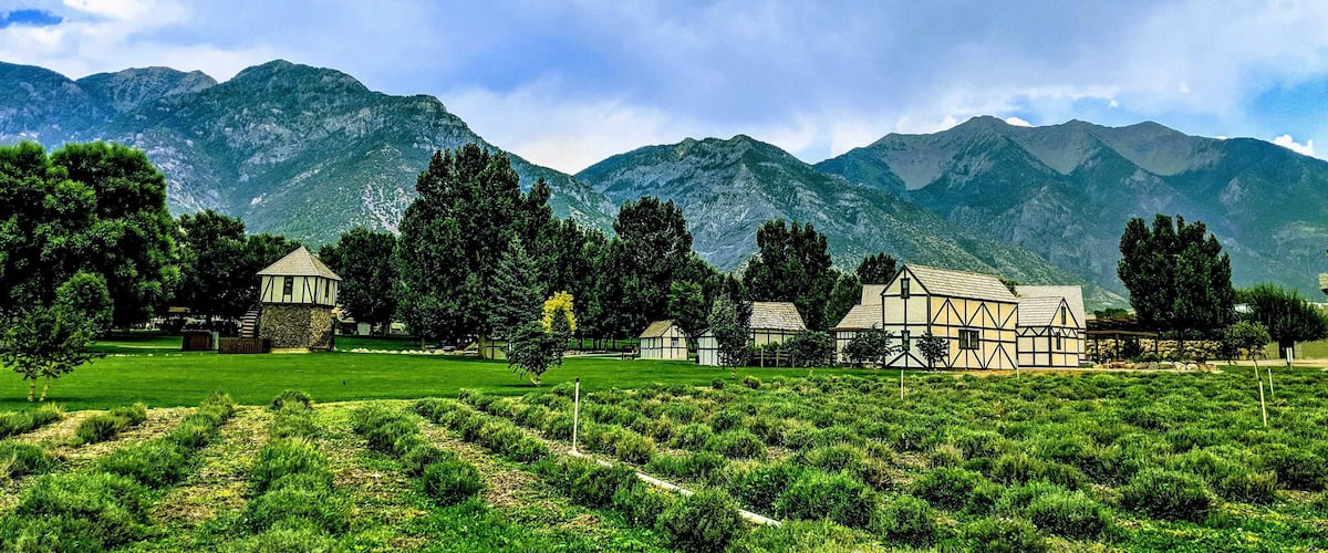 Young living lavender farm