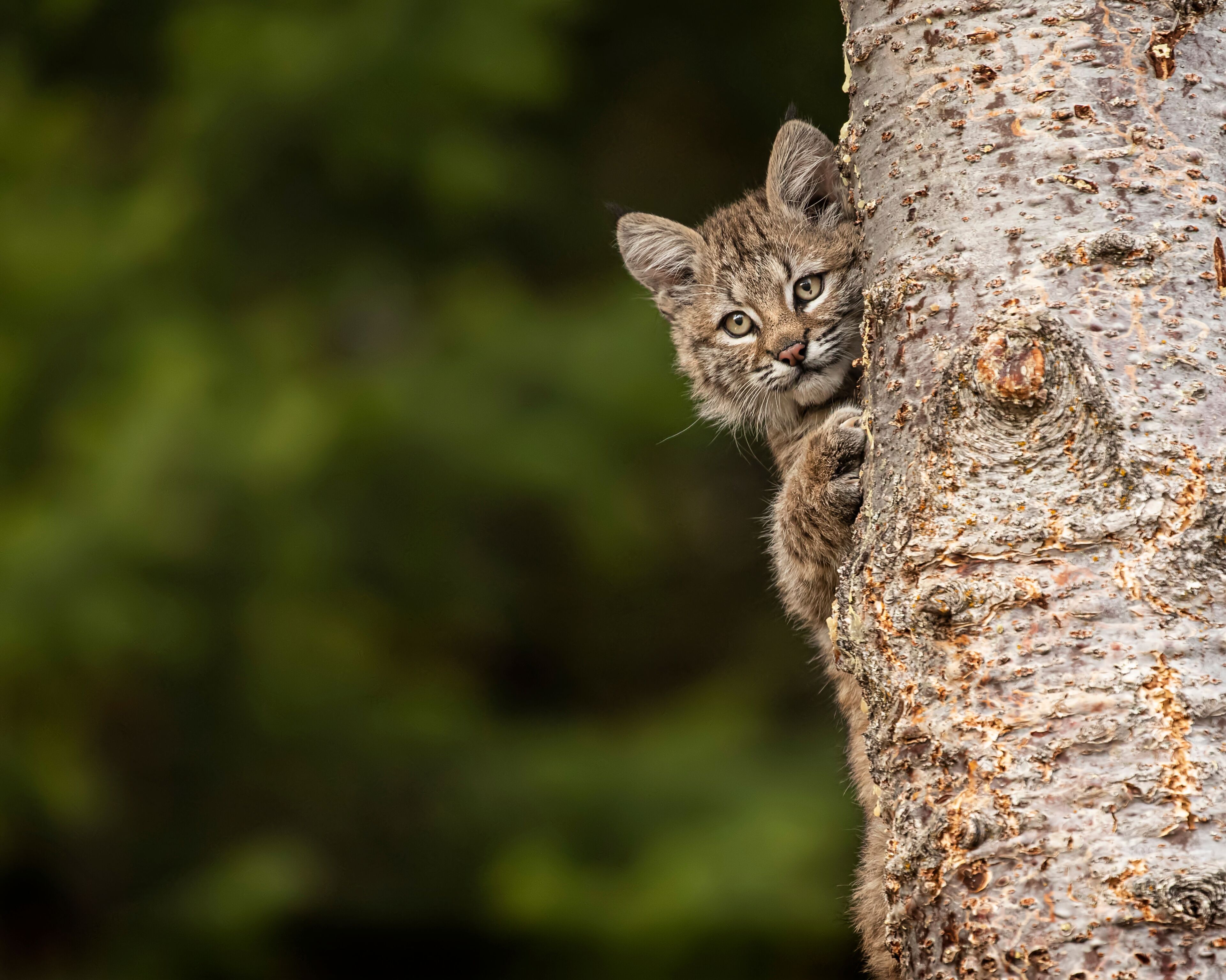 Bobcat Kitten Oakley