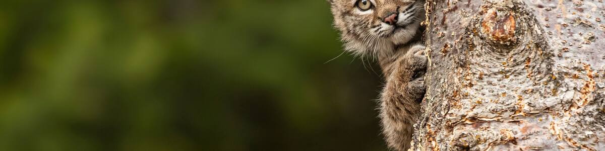 A lynx cub clinging to a tree trunk with a blurred green background.