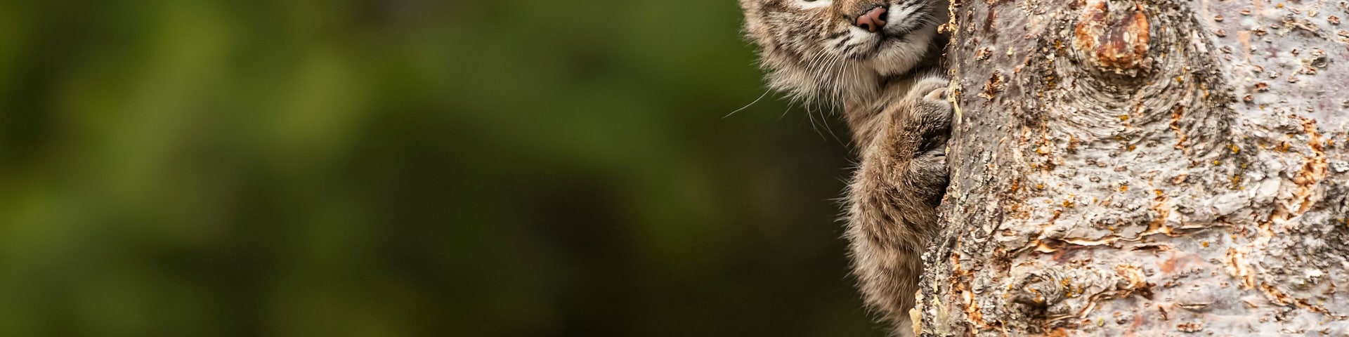 Bobcat Kitten Oakley