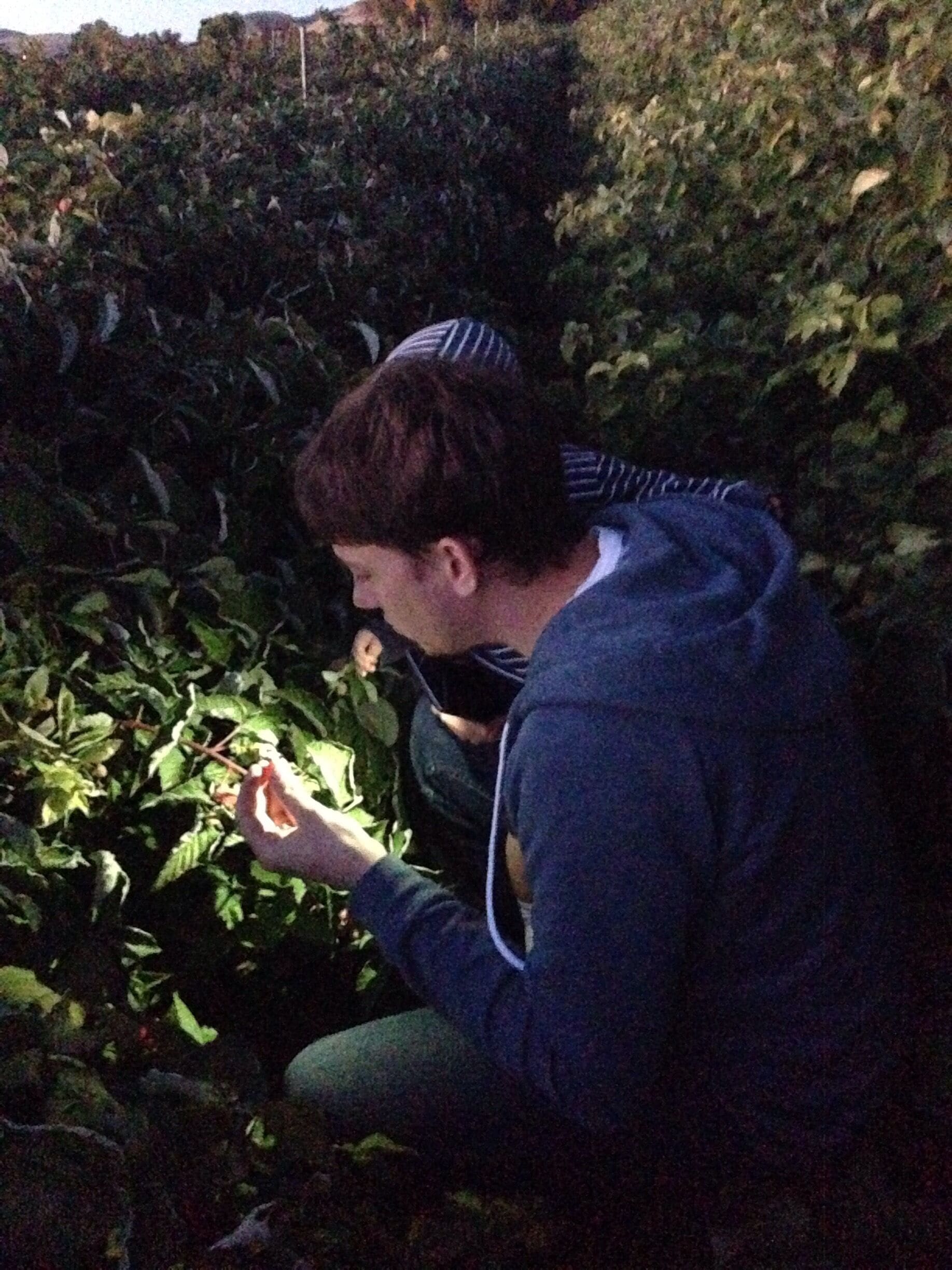 Such a fun place to go pick your own delicious raspberries! 