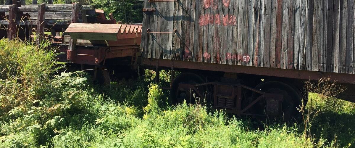 A rusted, wooden train car with graffiti, surrounded by overgrown vegetation and trees.