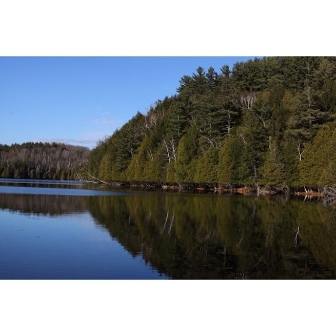 Private pond in Vernont #treetrove