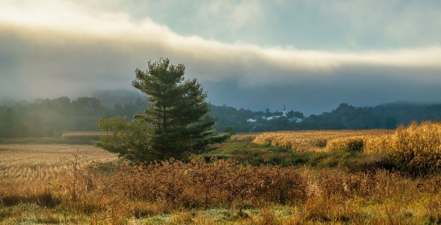 A solitary tree in a field with a distant building, under a cloudy sky.