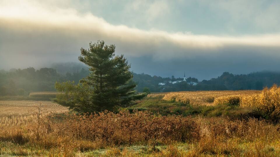 A solitary tree in a field with a distant building, under a cloudy sky.