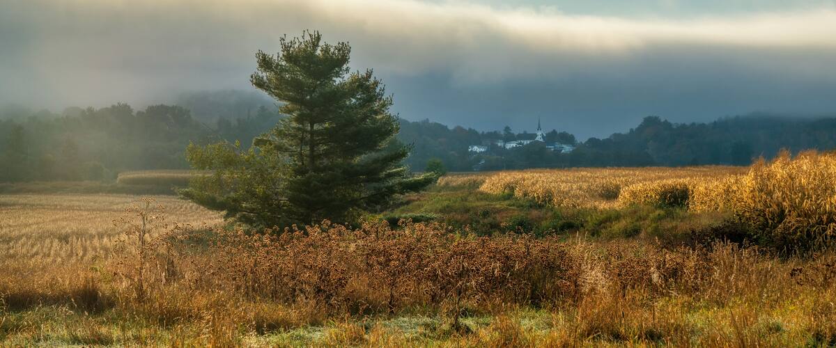 A solitary tree in a field with a distant building, under a cloudy sky.
