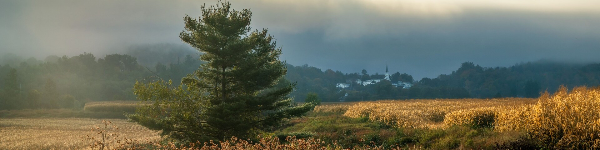 A solitary tree in a field with a distant building, under a cloudy sky.