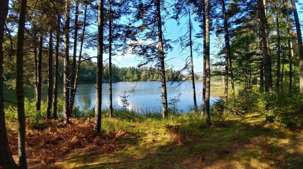 Lake view out of our cabin in the woods