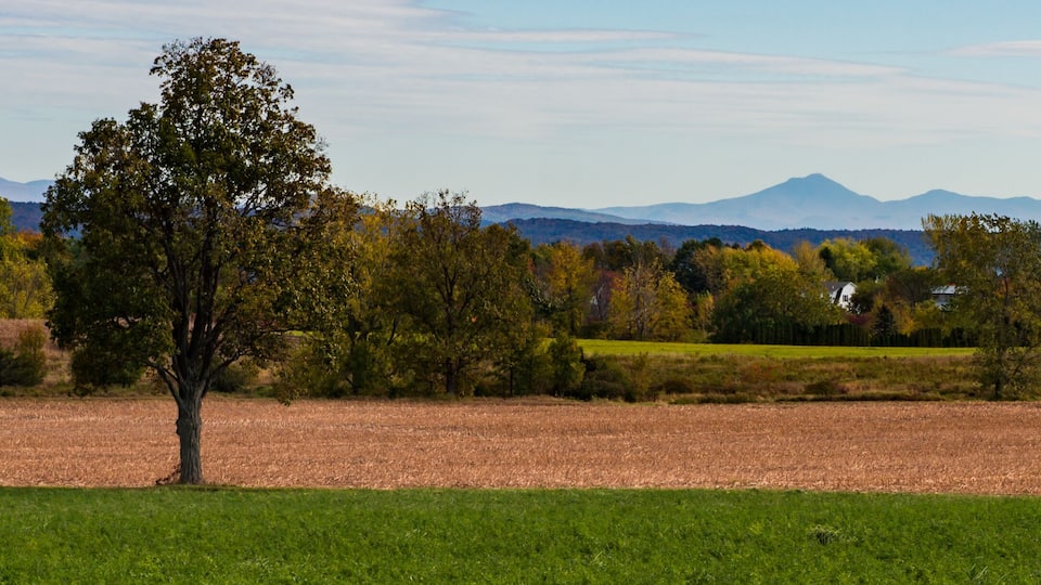 A rural landscape with a field, trees, and distant mountains.
