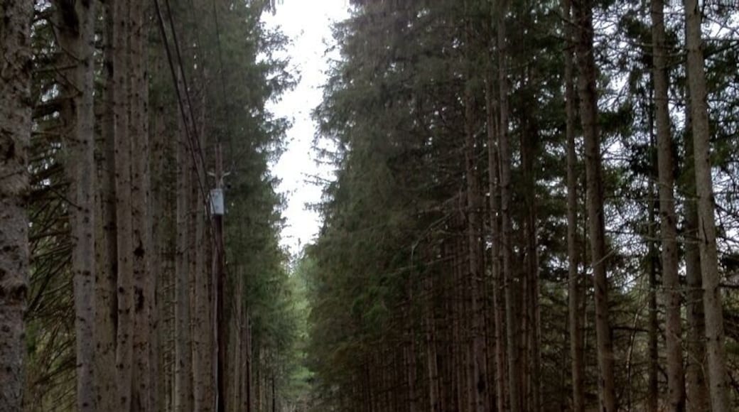 Long road in VT flanked with high pines. A really pretty road next to Queechee Gorge