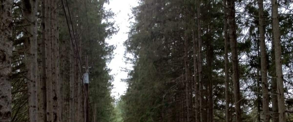 Long road in VT flanked with high pines. A really pretty road next to Queechee Gorge