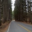 Long road in VT flanked with high pines. A really pretty road next to Queechee Gorge