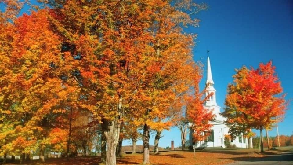 A church with a white steeple surrounded by autumn-colored trees.