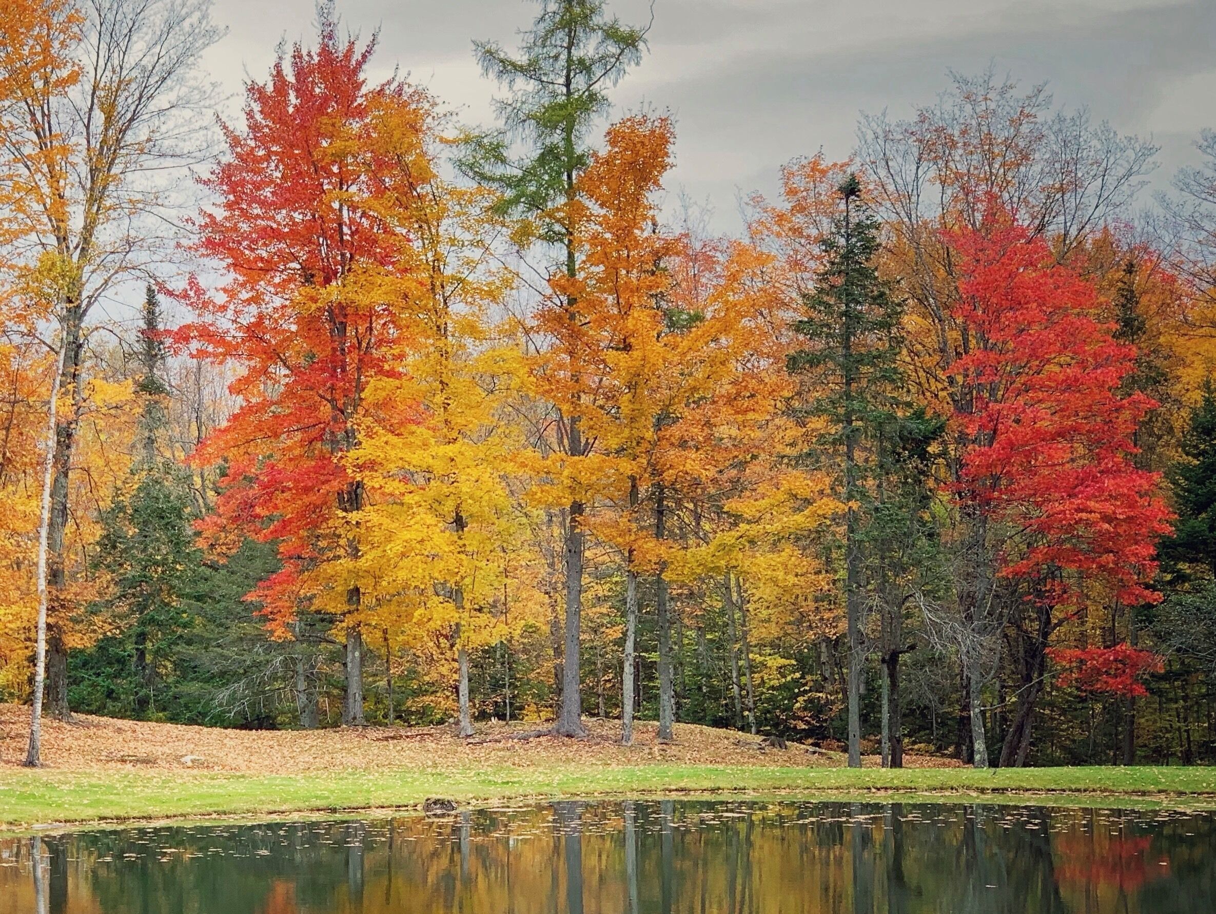 #autumn #fallfoliage #nature #leafpeeping