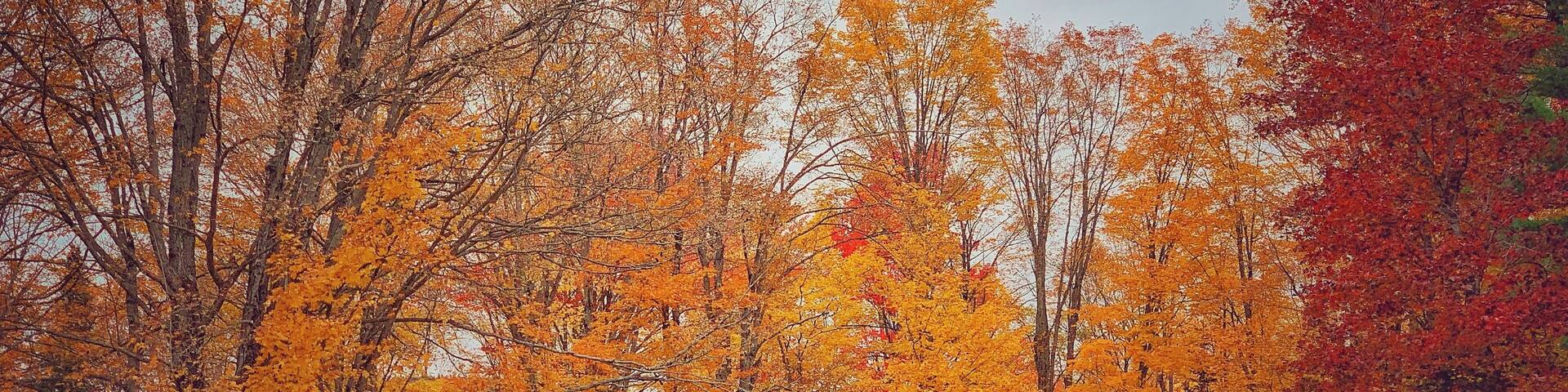 #autumn #fallfoliage #nature #leafpeeping