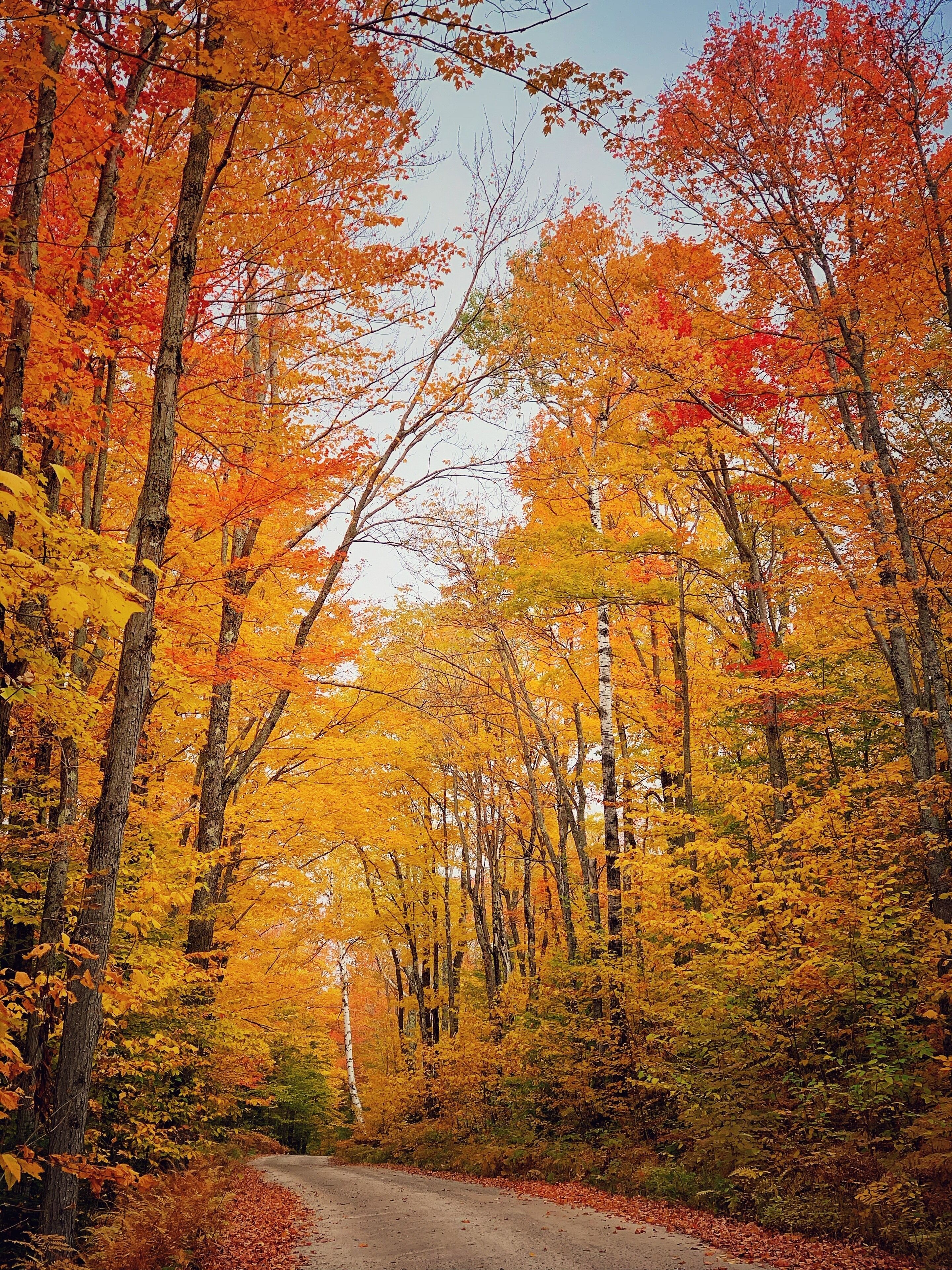 A forest road surrounded by autumn trees with vibrant orange and yellow leaves.
