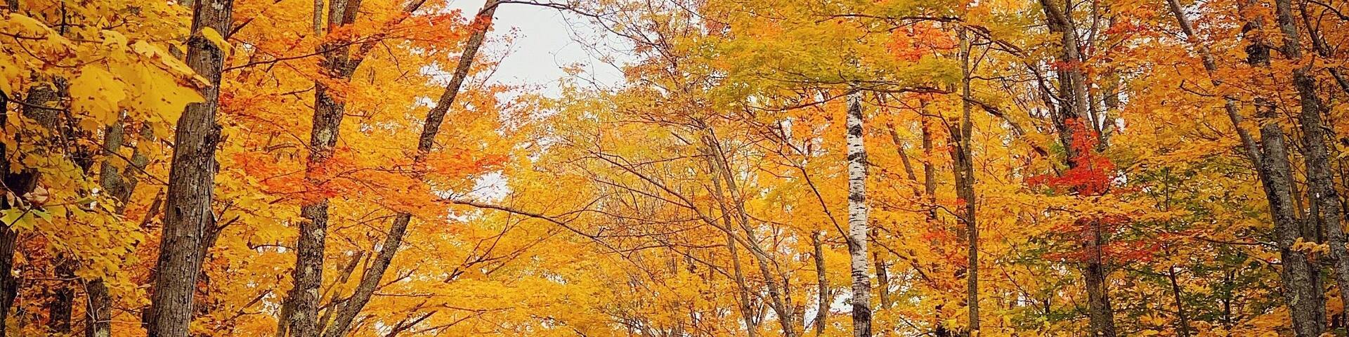 A forest road surrounded by autumn trees with vibrant orange and yellow leaves.