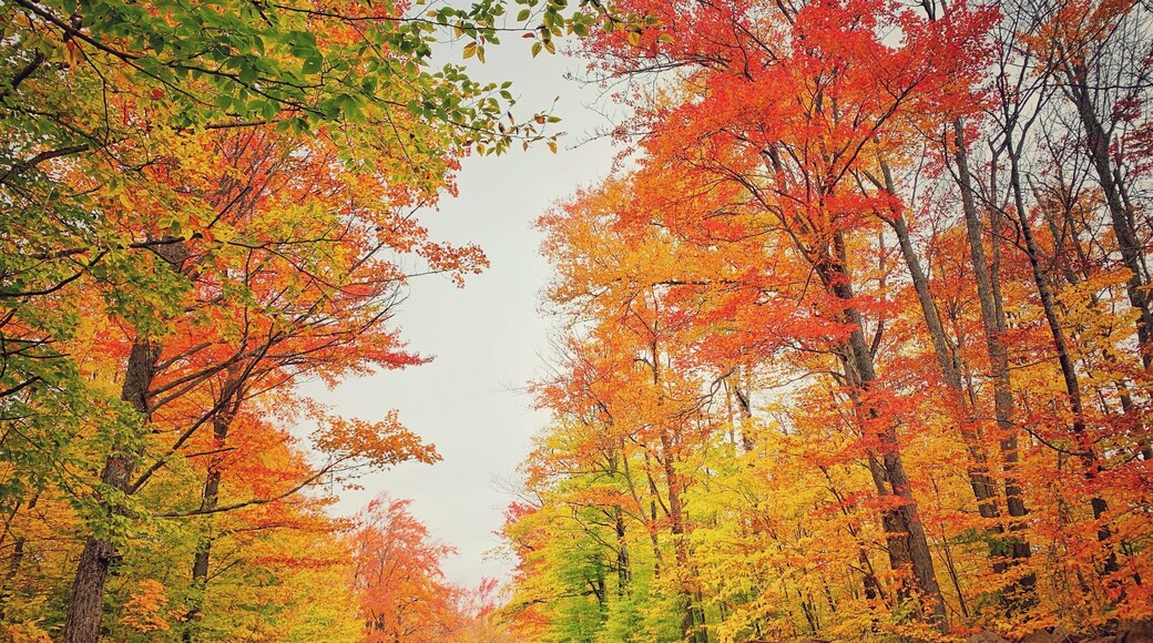 #autumn #fallfoliage #nature #leafpeeping