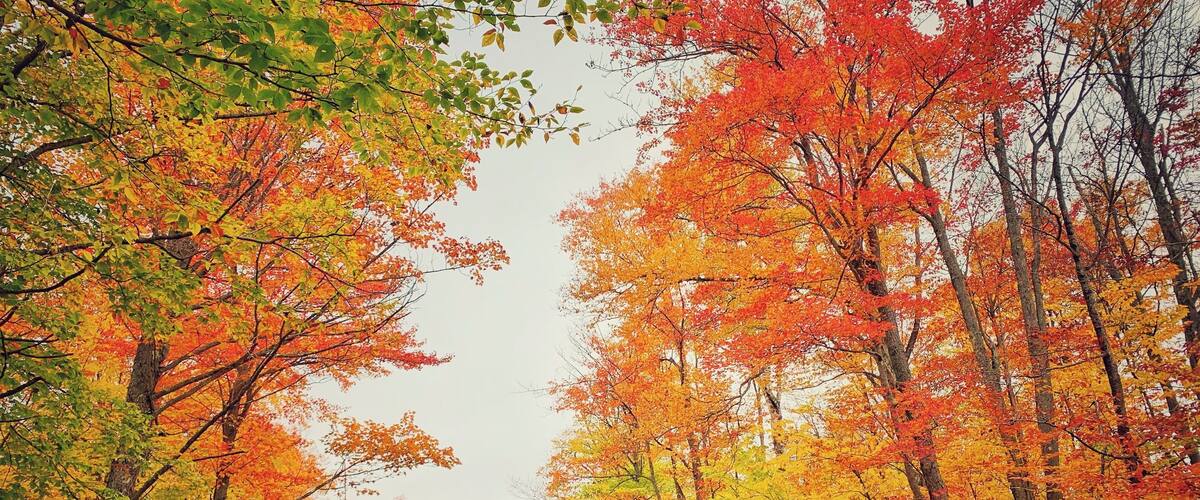 #autumn #fallfoliage #nature #leafpeeping