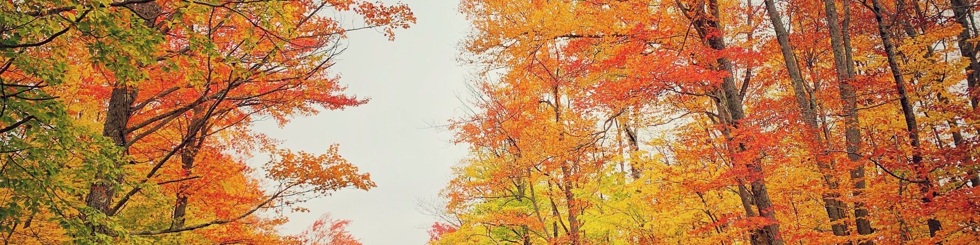 #autumn #fallfoliage #nature #leafpeeping