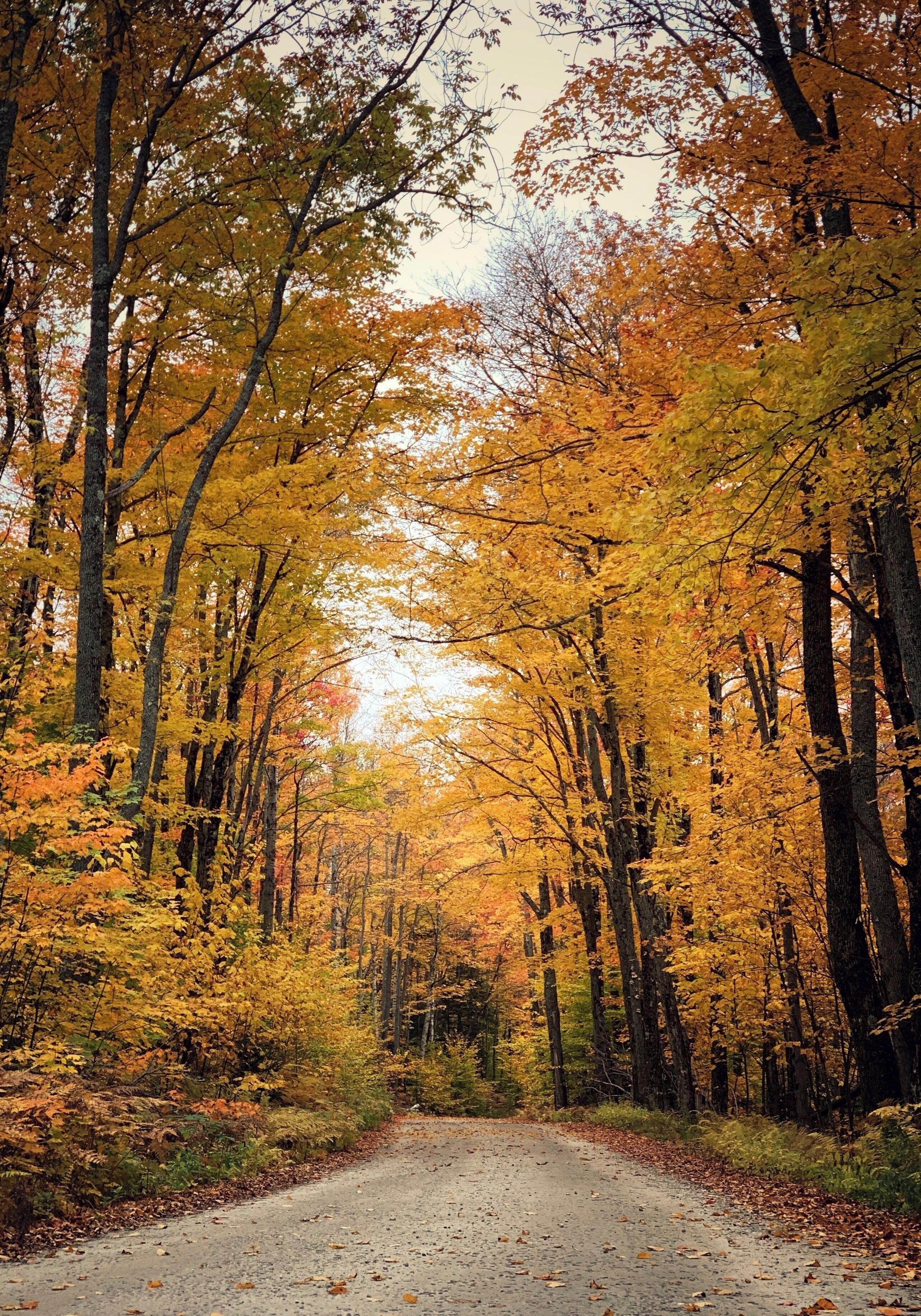 A forest road surrounded by trees with autumn foliage.