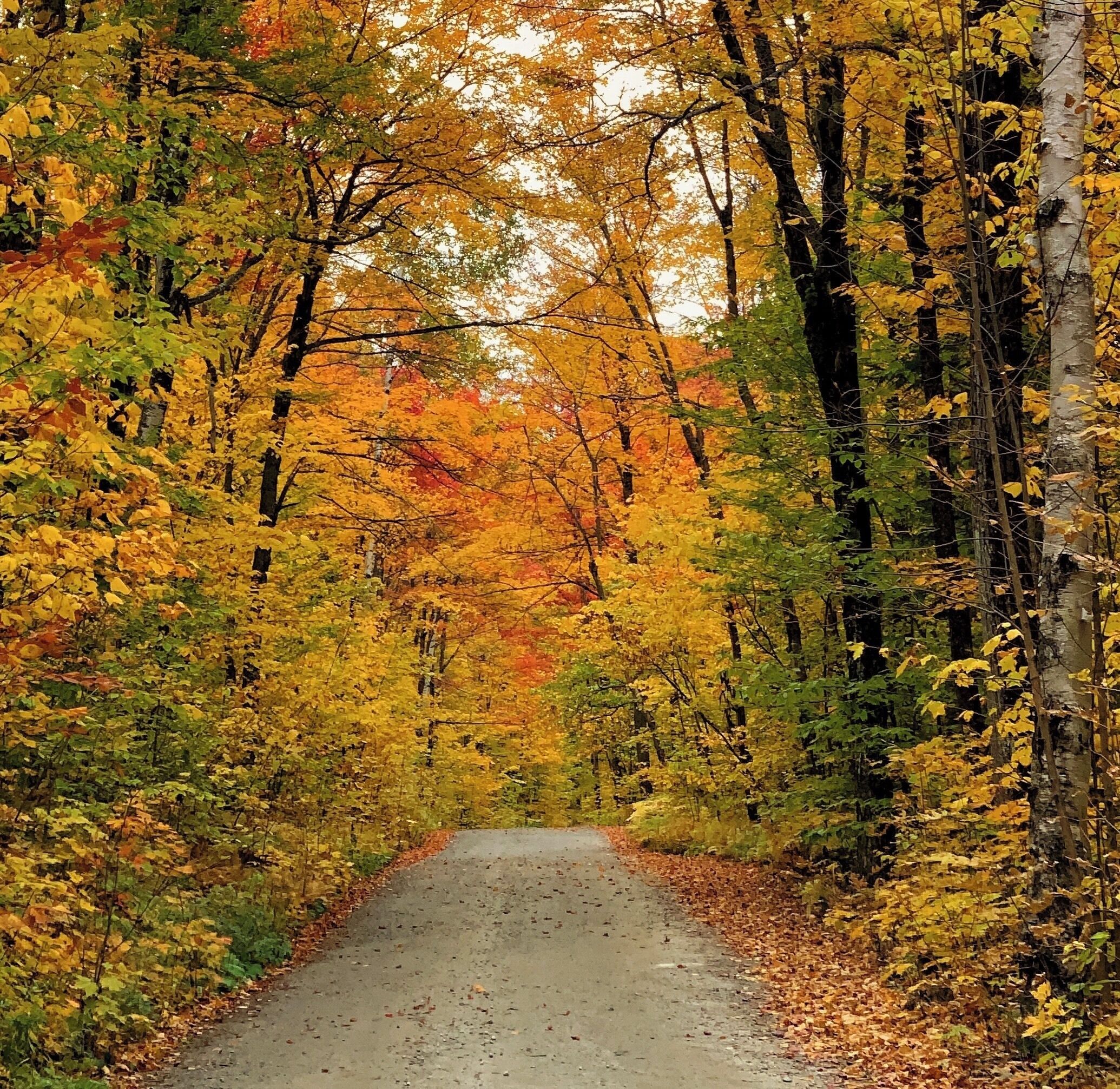 A road flanked by trees with autumn foliage.