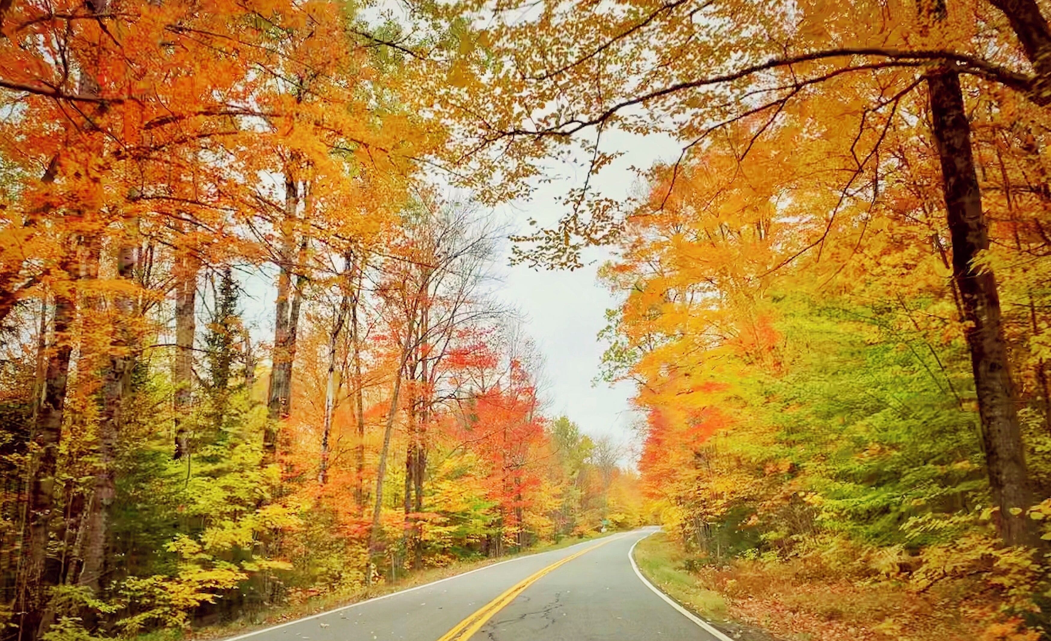 A road flanked by trees with autumn foliage.