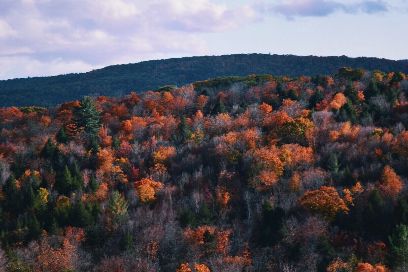 A forest with autumn foliage.