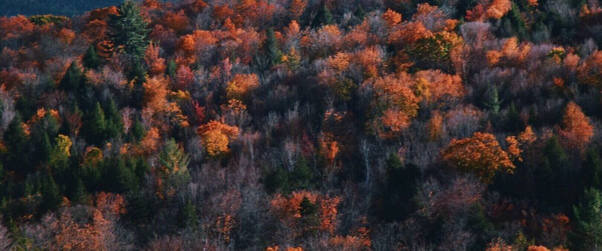 A forest with autumn foliage.