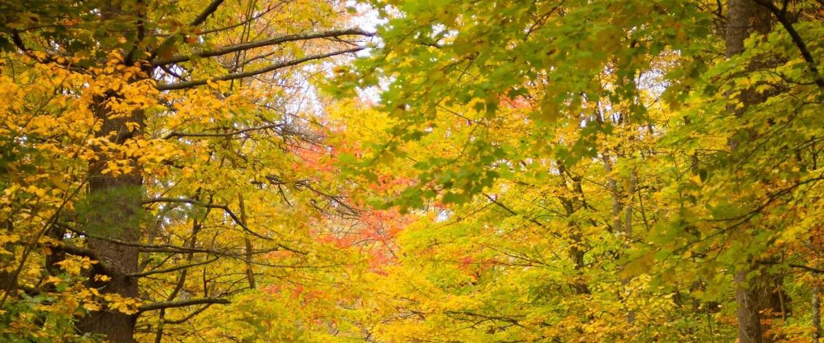 Another back road in Vermont, another masterpiece of some best foliage that can be in this state. 
To those headed there this weekend, this is called Beaver Meadow Road that starts in Sharon and leads down to another beautiful New England town called Norwich. More deets on our blog soon ๐
#Fall #Vermont #TroveOn