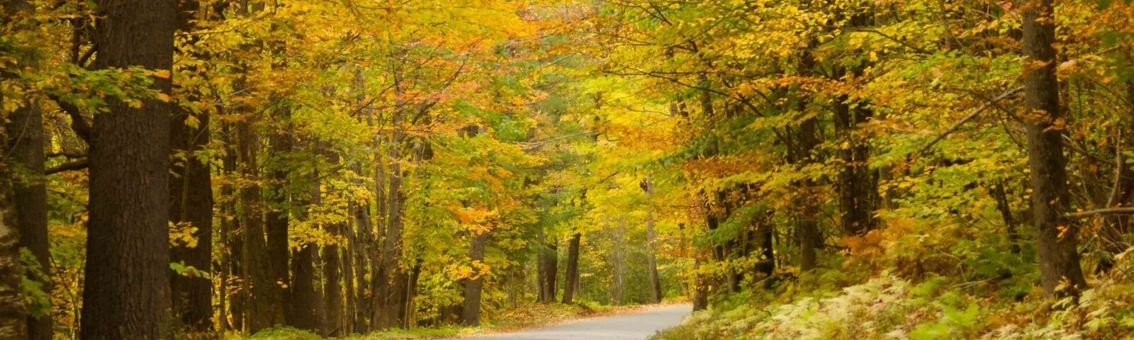 Another back road in Vermont, another masterpiece of some best foliage that can be in this state.
To those headed there this weekend, this is called Beaver Meadow Road that starts in Sharon and leads down to another beautiful New England town called Norwich. More deets on our blog soon 😉
#Fall #Vermont #TroveOn