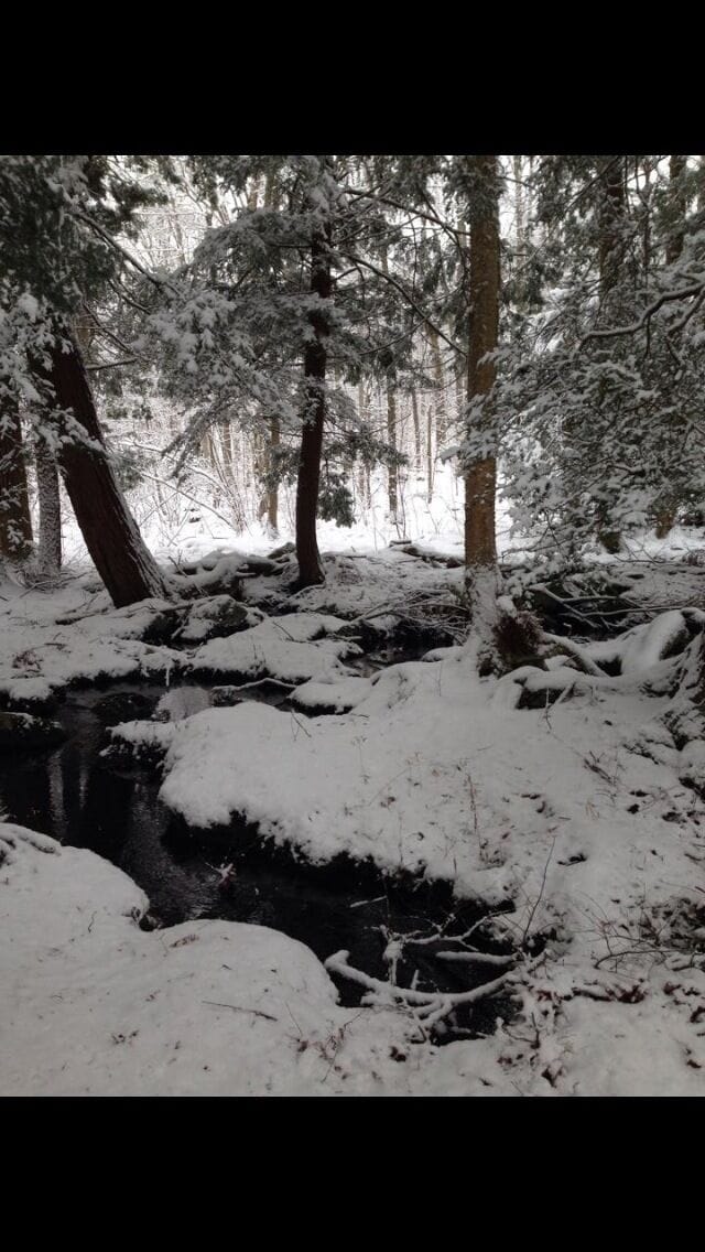 Un bosque cubierto de nieve con un arroyo.