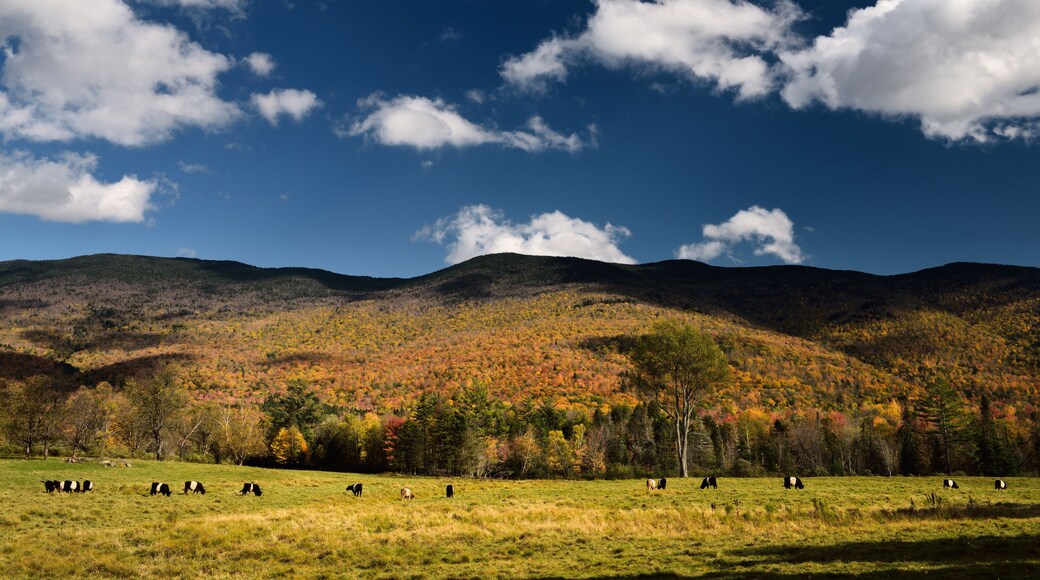 A mountainous landscape with grazing cows and autumn-colored trees.