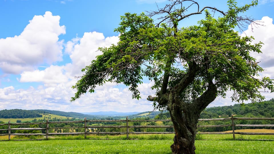 A large tree with a thick trunk and lush green leaves in a grassy field with a wooden fence and rolling hills in the background.