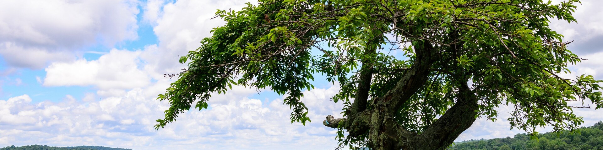Uma grande árvore com tronco robusto e folhas verdes exuberantes em um campo gramado, com uma cerca de madeira e colinas onduladas ao fundo.
