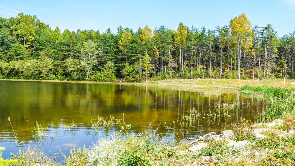 A calm lake surrounded by dense forest and a clear blue sky.