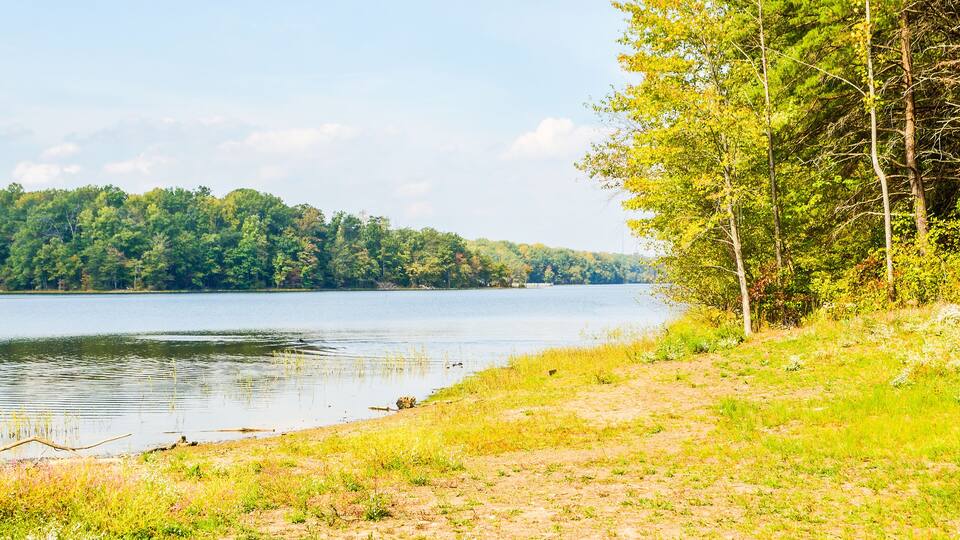 A lake surrounded by dense forest and grassy shores.