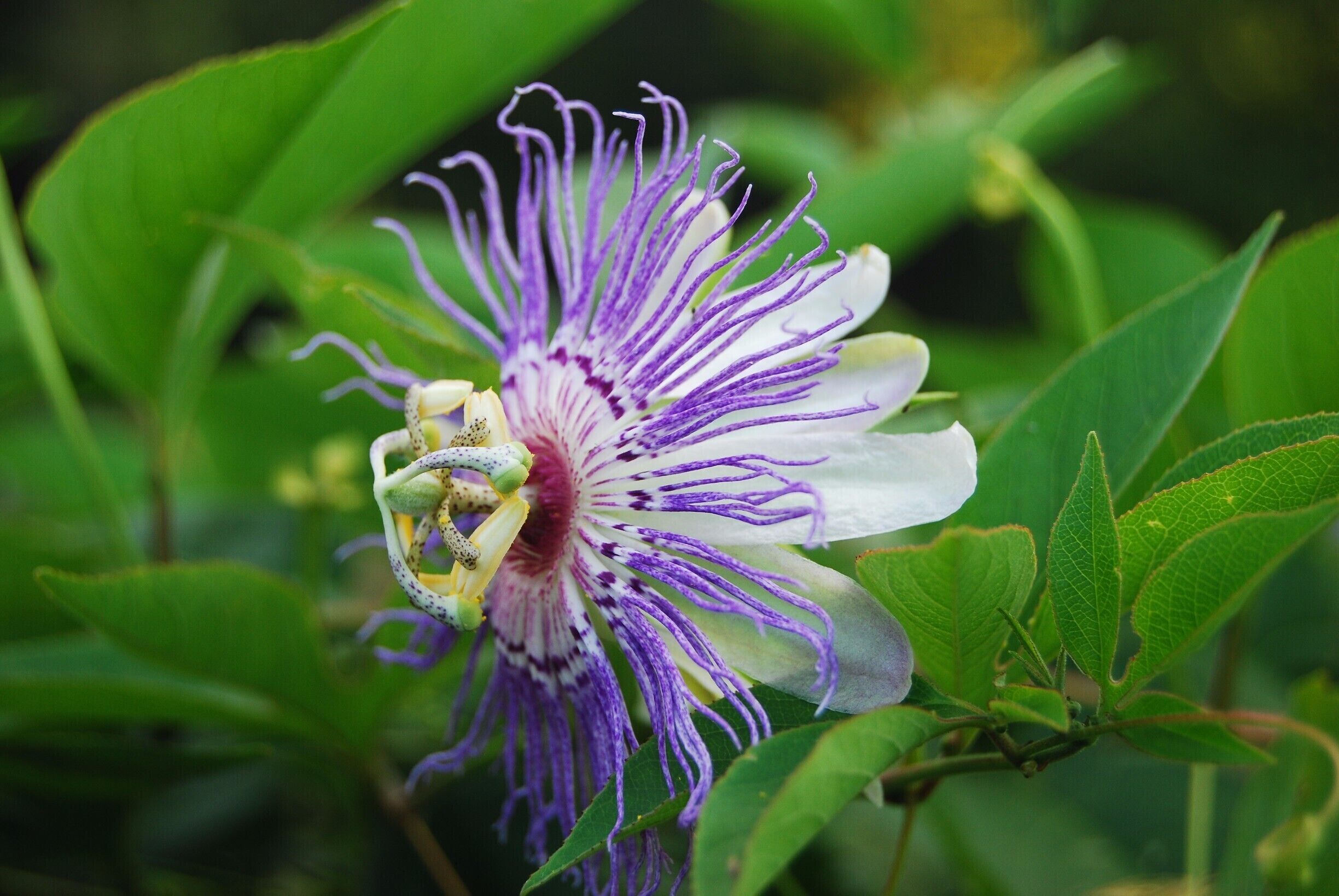 Passionfruit flowers are some of my favorite! This flower was on a vine with about thirty other equally-as-beautiful flowers. I love how unique these flowers look