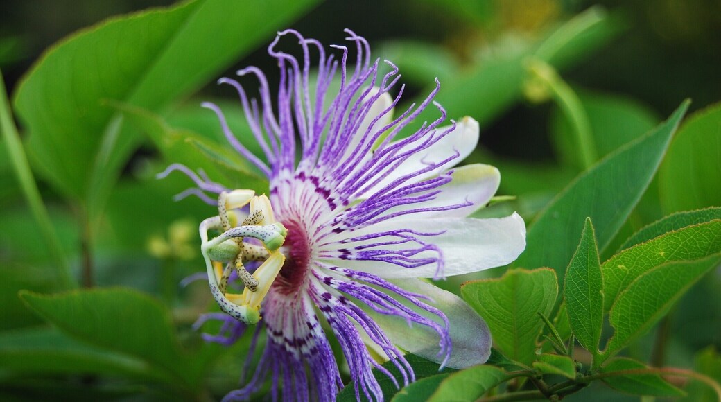 Passionfruit flowers are some of my favorite! This flower was on a vine with about thirty other equally-as-beautiful flowers. I love how unique these flowers look