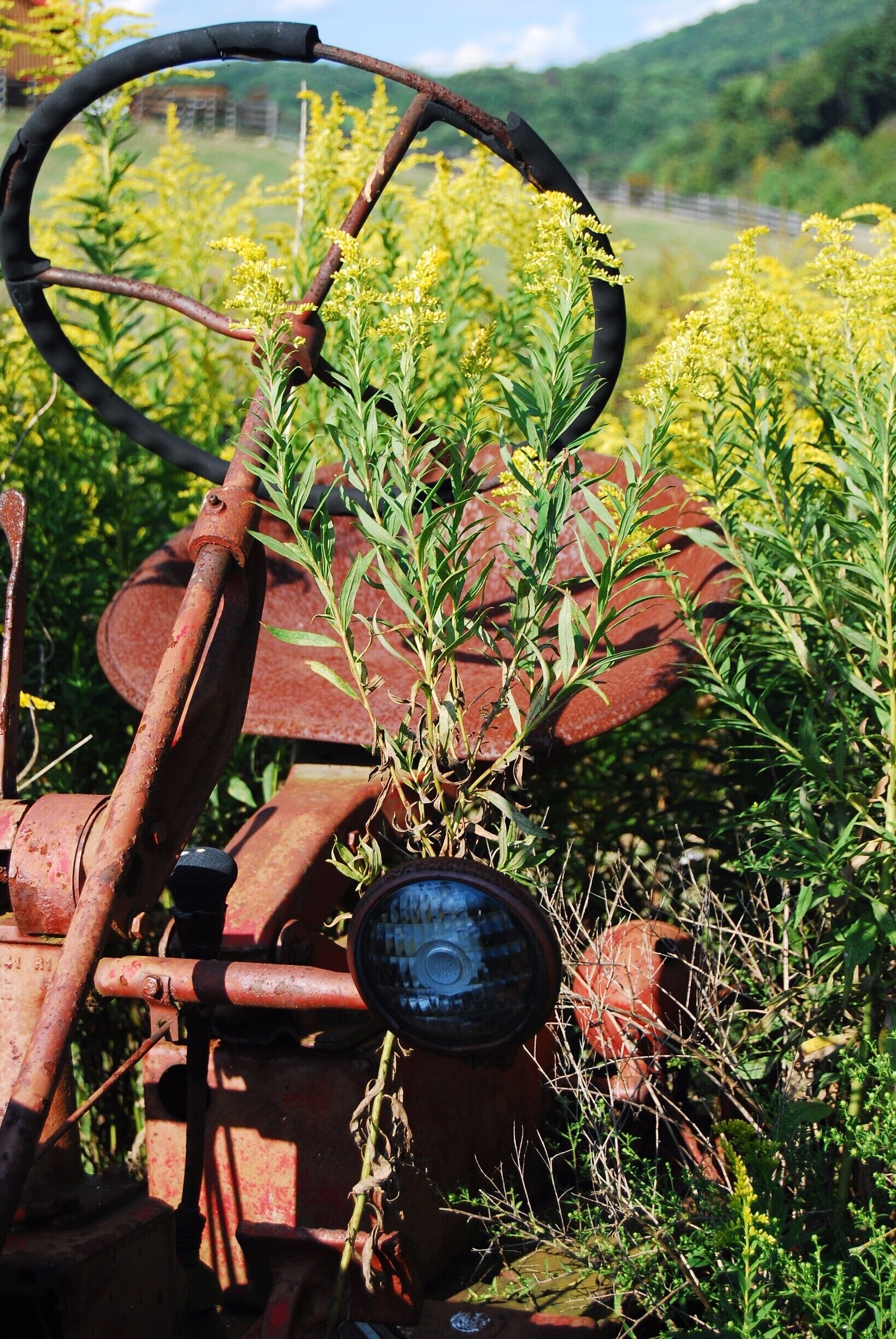 Rural Virginia has all kinds of wonderful things that make for great photographs. This old tractor was taken over by these flowering plants. I love what you can find when exploring rural farmland areas like the ones near Catawba! 