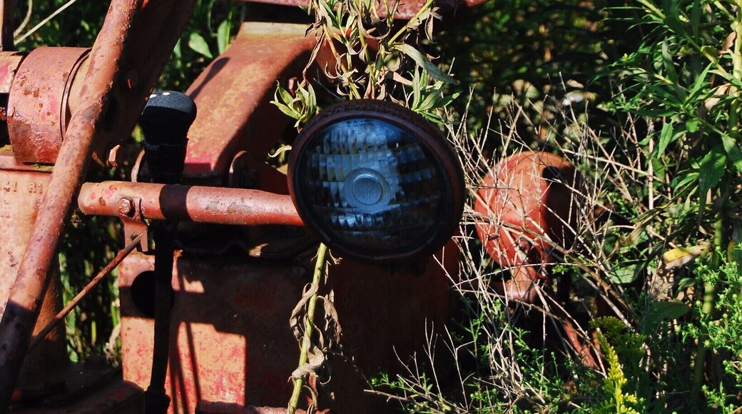 Rural Virginia has all kinds of wonderful things that make for great photographs. This old tractor was taken over by these flowering plants. I love what you can find when exploring rural farmland areas like the ones near Catawba!