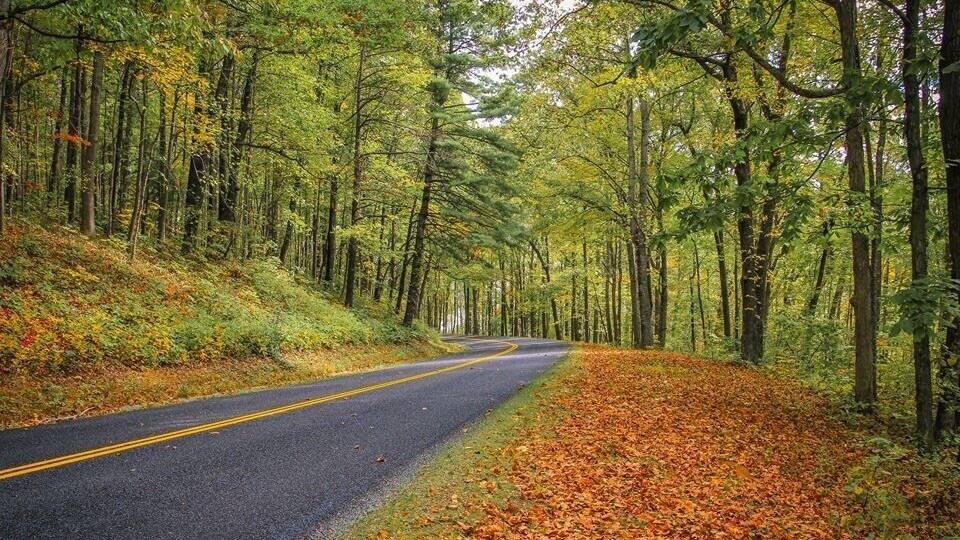 A winding road through a forest with dense trees and fallen leaves.