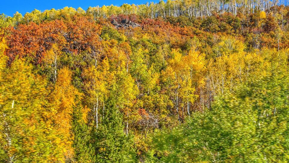 A forest with autumn foliage, a clear blue sky, and a hill in the background.