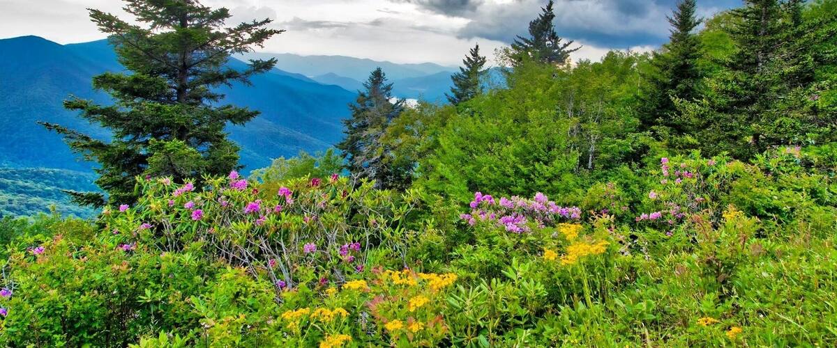 A spring storm arrived on the Blue Ridge Parkway. This made for a dramatic sky’s against the Rhododendrum blooming
